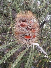 Banksia speciosa
