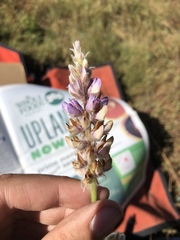 Lupinus lepidus confertus