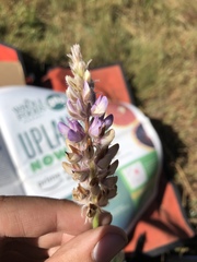 Lupinus lepidus confertus