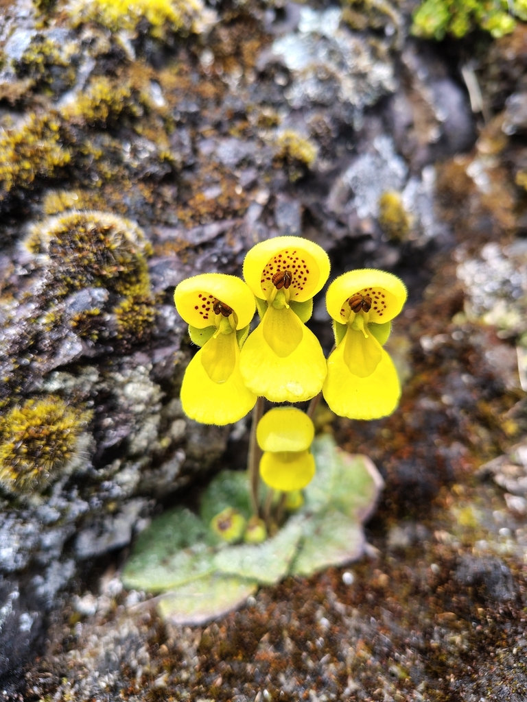 Calceolaria scapiflora
