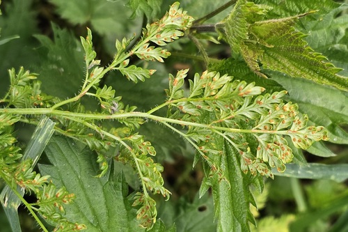 Puccinia chaerophylli