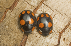 Paropsisterna sexpustulata