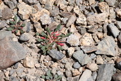 Calyptridium monospermum