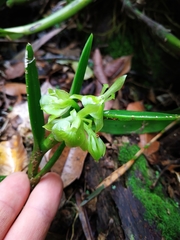 Epidendrum scharfii