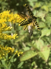 Megacyllene robiniae