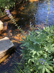 Lupinus burkei