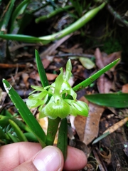 Epidendrum scharfii
