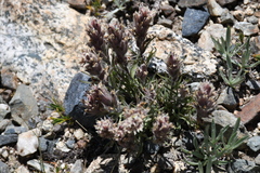 Castilleja nana