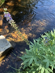 Lupinus burkei