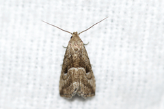 Hypenodes caducus