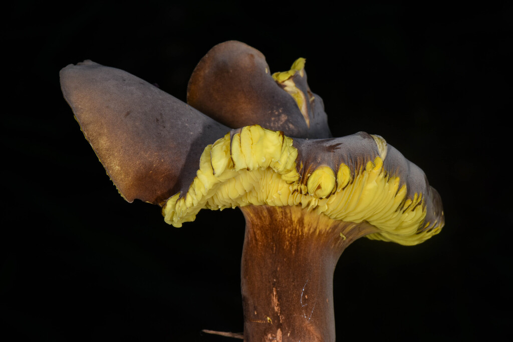 Cantharocybe sp. 'SM01'