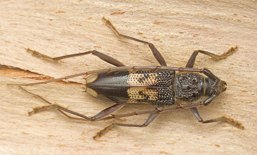 Common Eucalyptus Longhorn photo 4