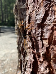 Urocerus flavicornis