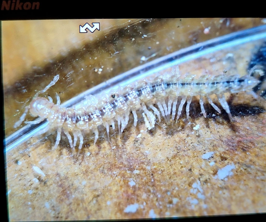 Polydesmus raffardi
