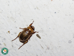 Trizogeniates catoxantus