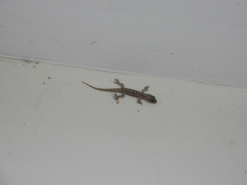 Przewalsky’s Gecko, Phyllopezus przewalskii