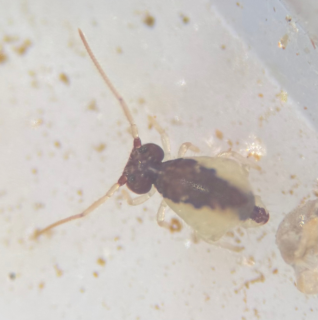 Sminthurus floridanus