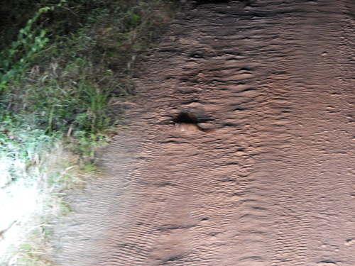 Paraguayan Punaré