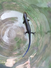 Plestiodon septentrionalis