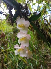 Rodriguezia granadensis