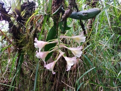 Rodriguezia granadensis