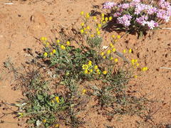 Waitzia acuminata acuminata