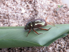 Pelidnota glaberrima