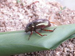 Pelidnota glaberrima