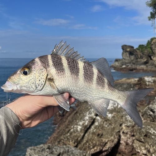 Photo of Sixbar Grunt (Haemulon sexfasciatum)