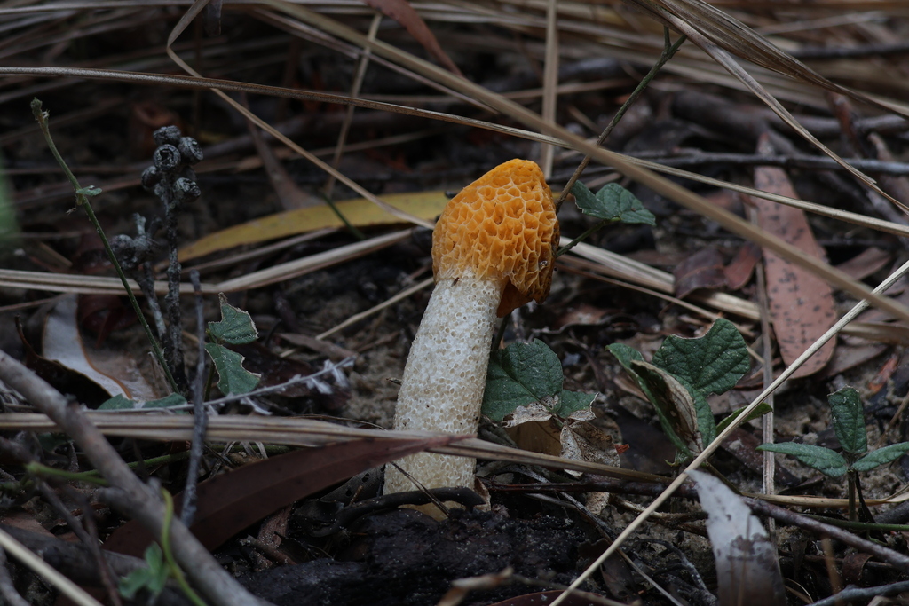 Phallus multicolor