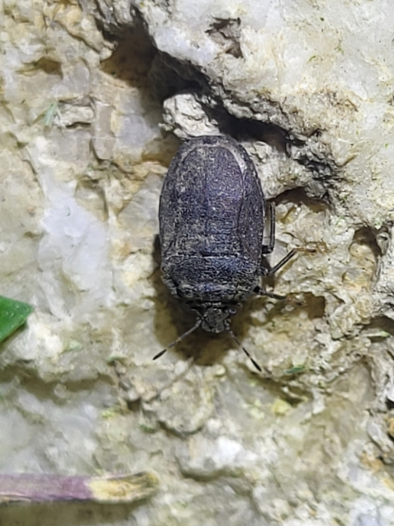 Scotinophara sicula