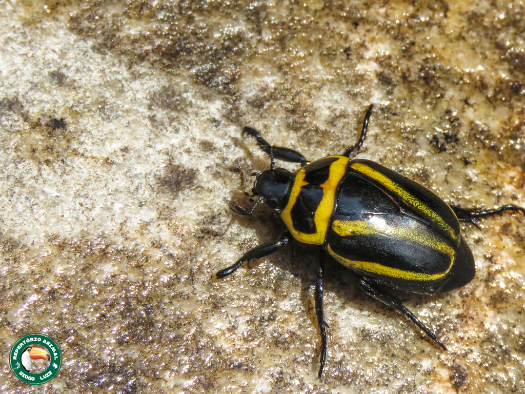 Macraspis cincta