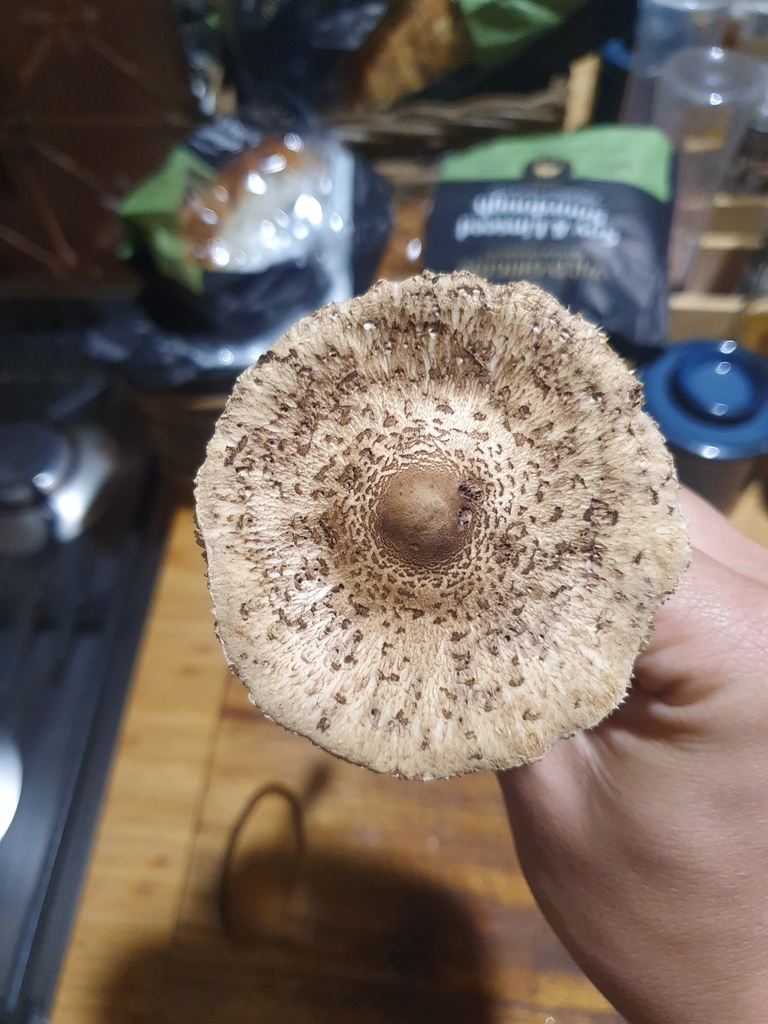 Macrolepiota clelandii · May 2025 · photo: © maxark (iNaturalist, cc-by)