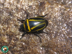 Macraspis cincta