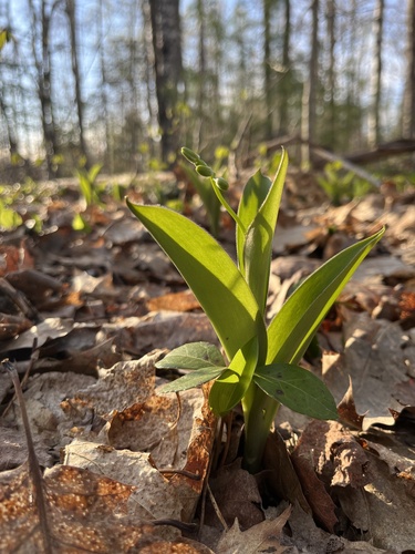 bluebead lily (Clintonia borealis)