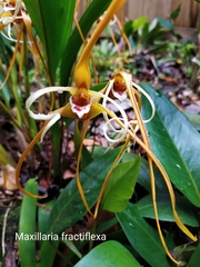 Maxillaria fractiflexa