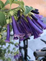 Iochroma