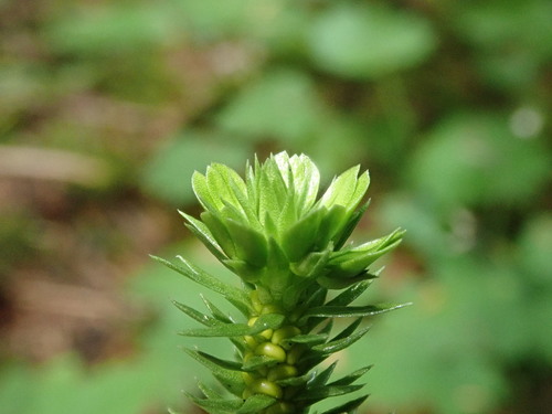 Image of Huperzia occidentalis by (c) Nolan Exe, some rights reserved (CC BY)