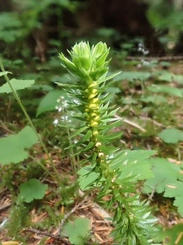 Image of Huperzia occidentalis by (c) Nolan Exe, some rights reserved (CC BY)