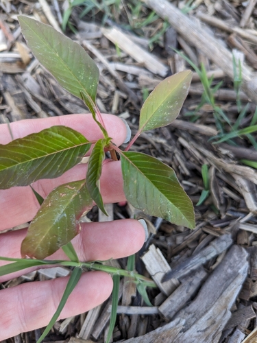 Image of Amaranthus cannabinus by no rights reserved
