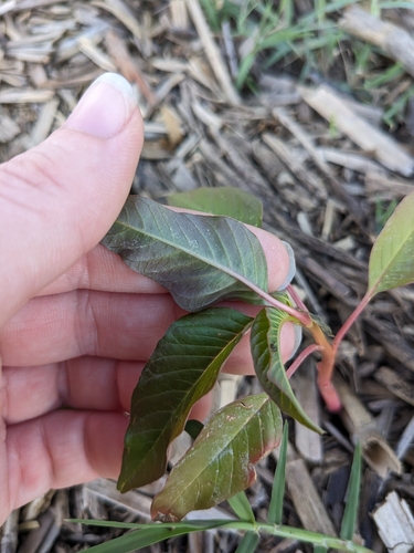 Image of Tidalmarsh Amaranth (Amaranthus cannabinus) by no rights reserved