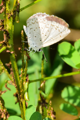Celastrina echo gozora