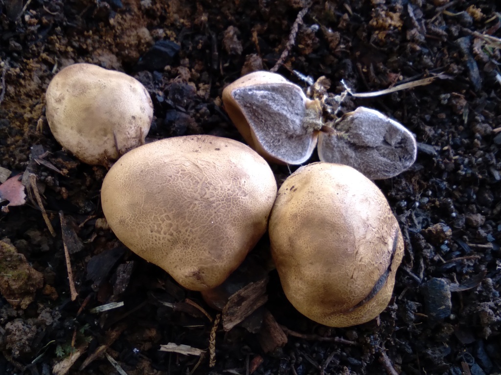 Scleroderma bovista · May 2025 · photo: © bethmaree (iNaturalist, cc-by)