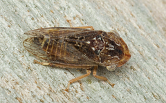 Stenocotini