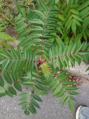 Rhus × borealis