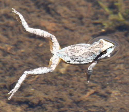 iNaturalist observation photo of Pacific chorus frog