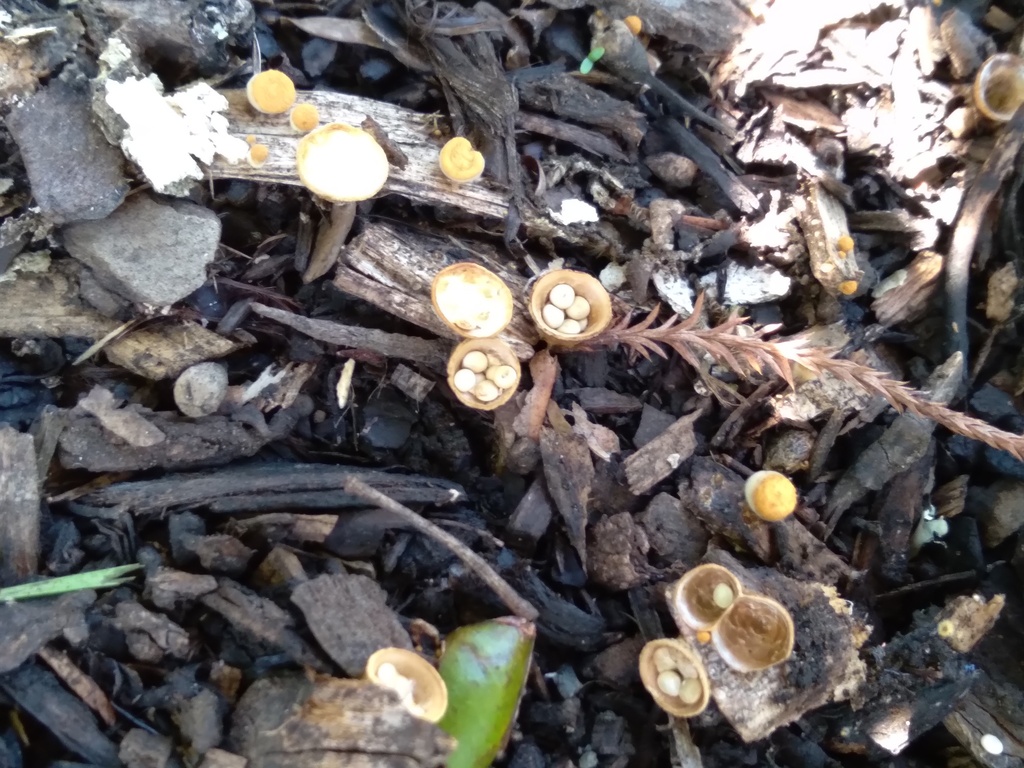 Crucibulum simile · May 2025 · photo: © bethmaree (iNaturalist, cc-by)