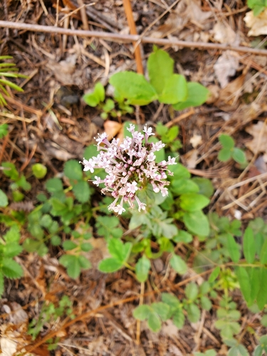 Image of Valeriana arizonica by (c) Jonathan Curley, some rights reserved (CC BY)