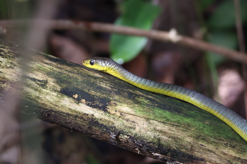 Common Tree Snake sighting