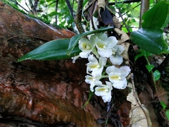 Rodriguezia granadensis